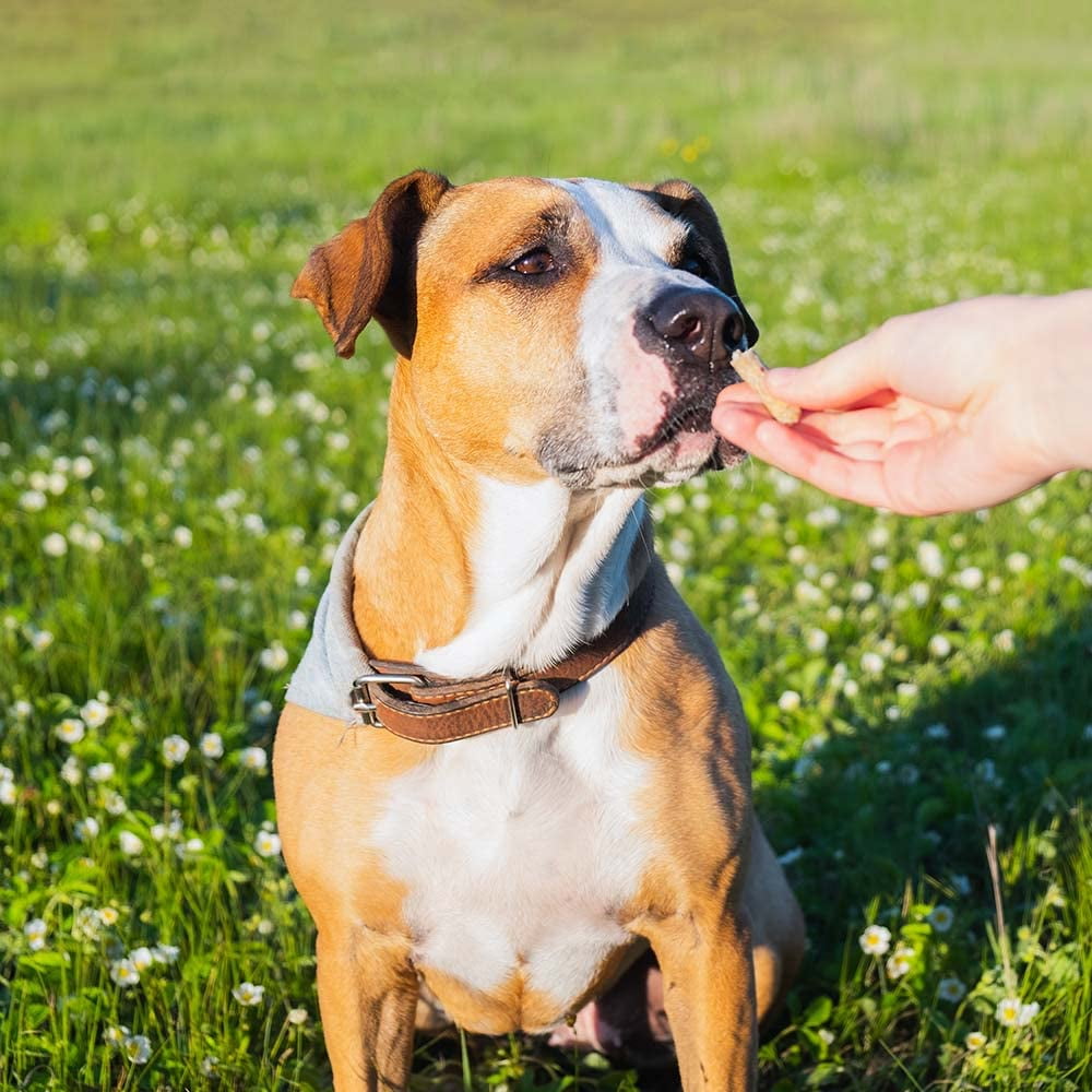 Milk-Bone Brushing Chews - Dental Dog Treats - Small Breed (48 Count) MerlinsMart Zine - Rope Toy