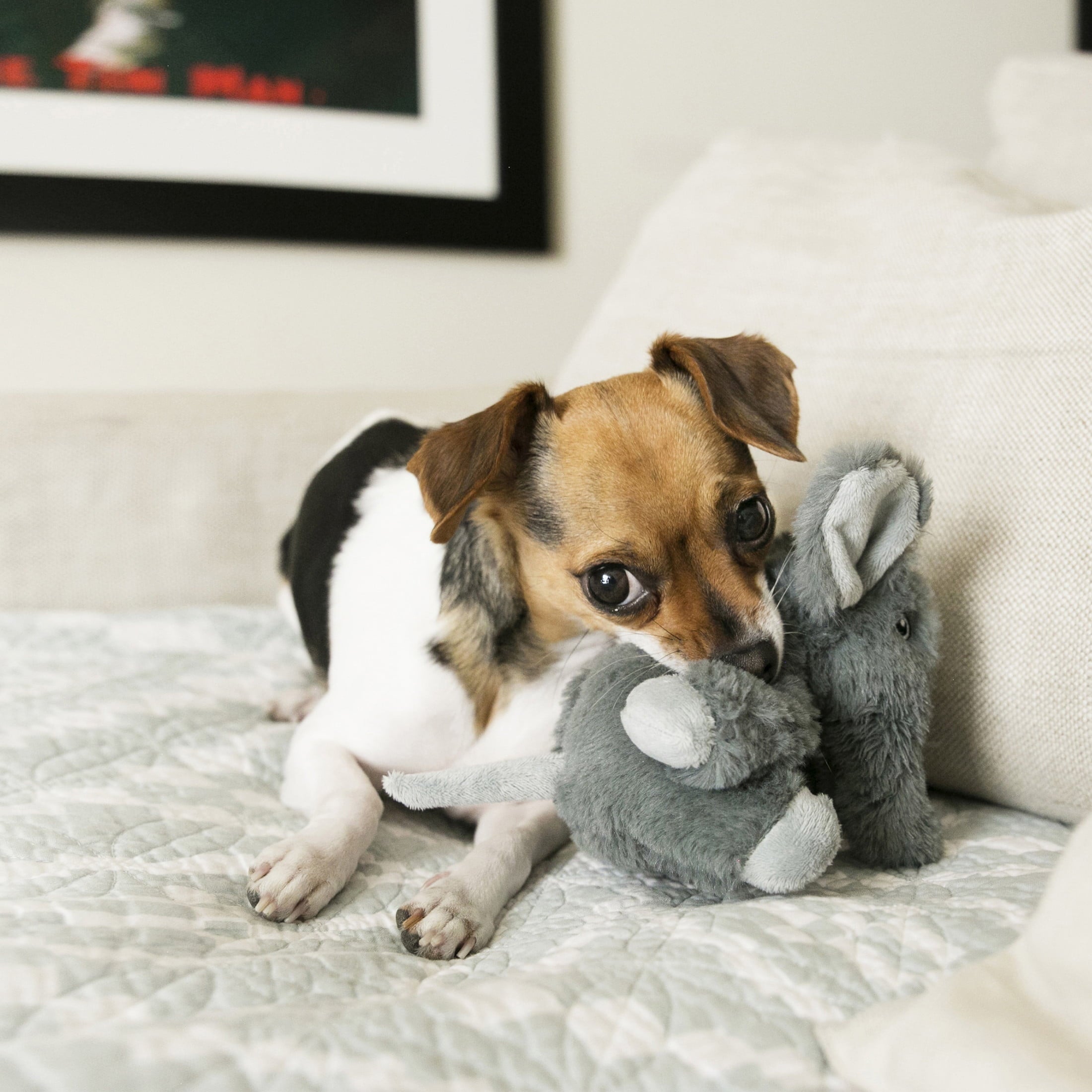 KONG® Comfort Kiddos Dog Toy - Removable Squeaker, Elephant, Extra Small