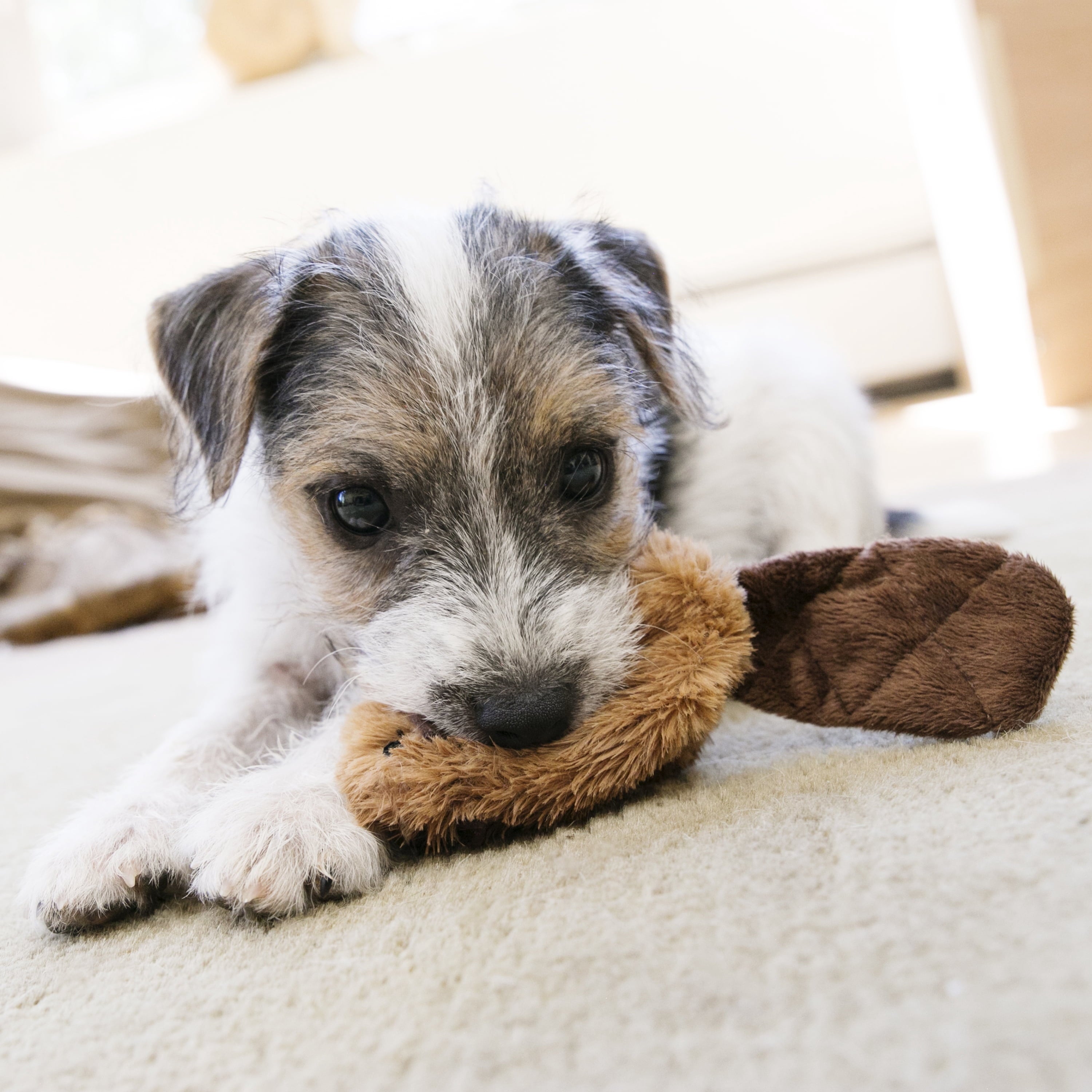 KONG® Dr.Noyz Dog Toy with Squeaker - Beaver, Small for Dogs Up to 20 lbs
