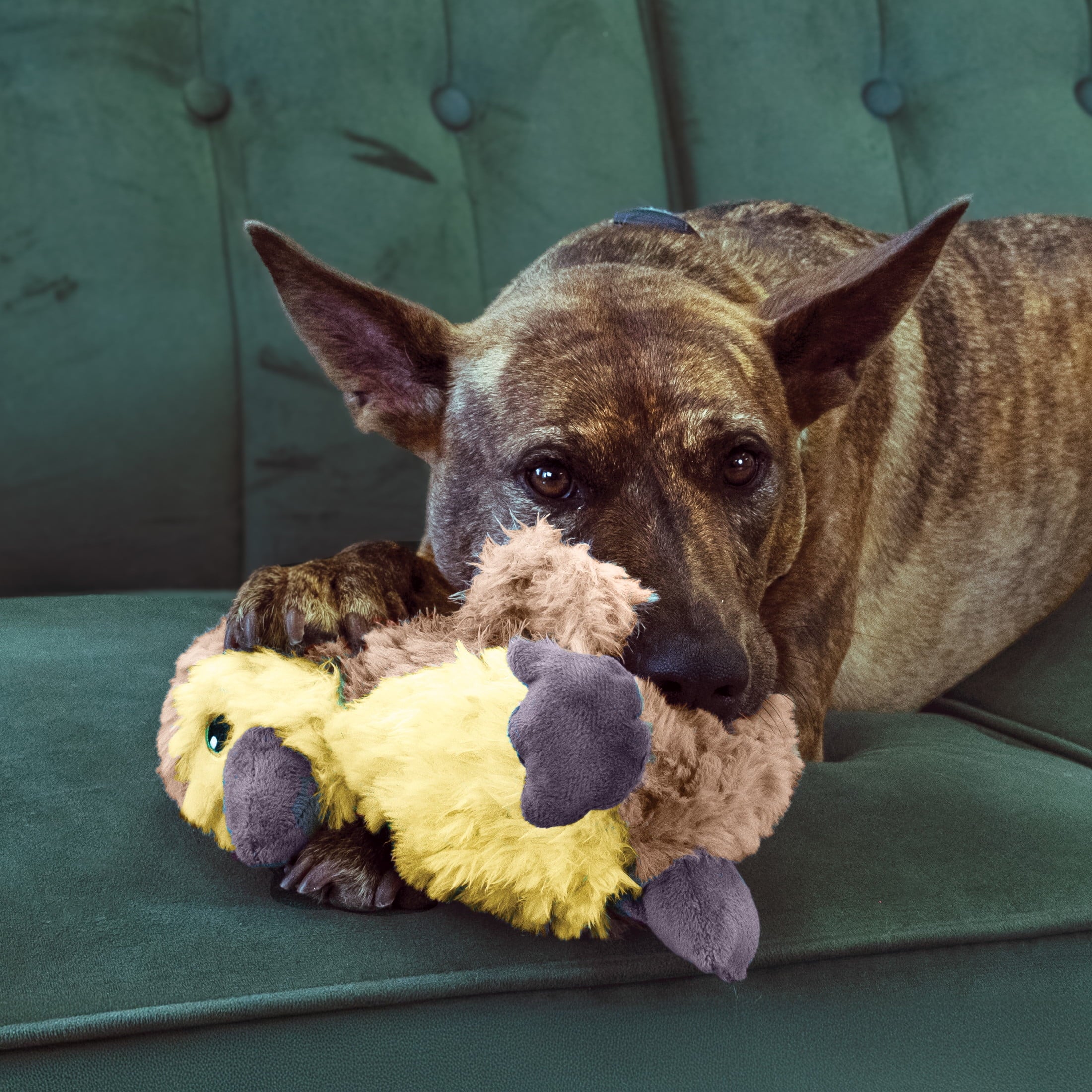KONG® Comfort Tykes Fluffy Dog Toy - Removable Squeaker, Gosling, Small