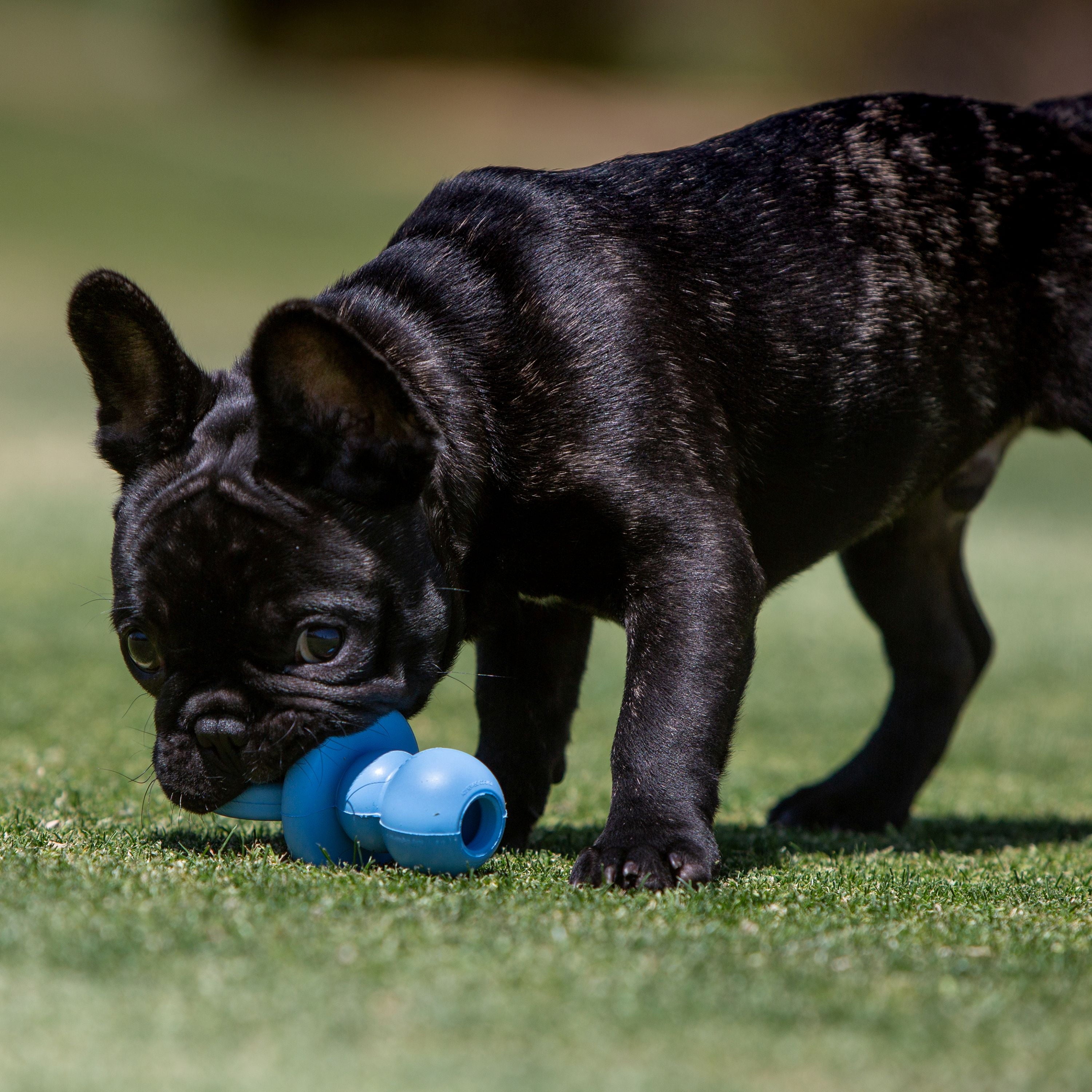 KONG® Puppy Binkie Stuffable Dog Toy - Blue, Small for Beginner Chewers