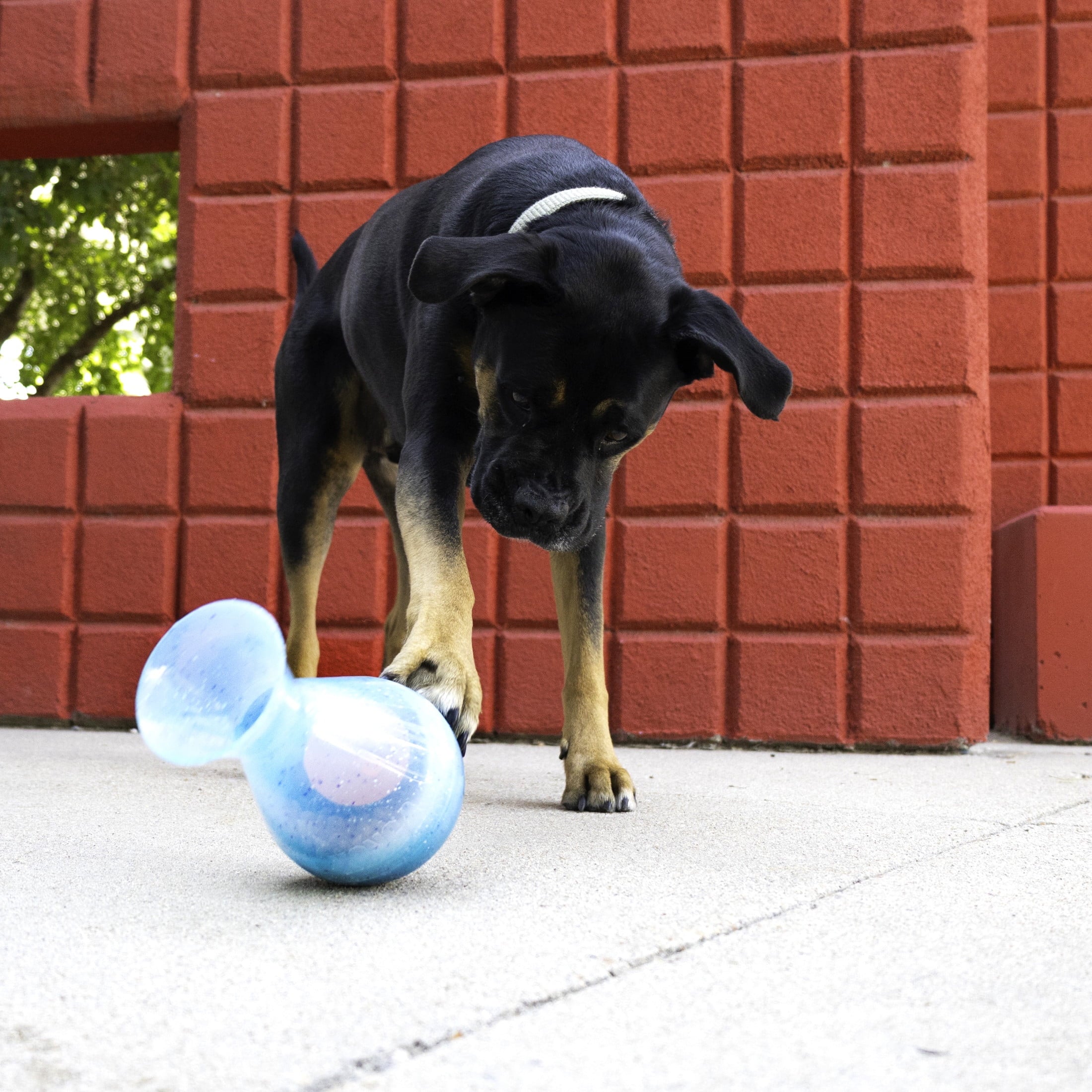 KONG® Rewards Tipsy Food Dispensing Toy for Dogs - 2 Challenge Levels, Large