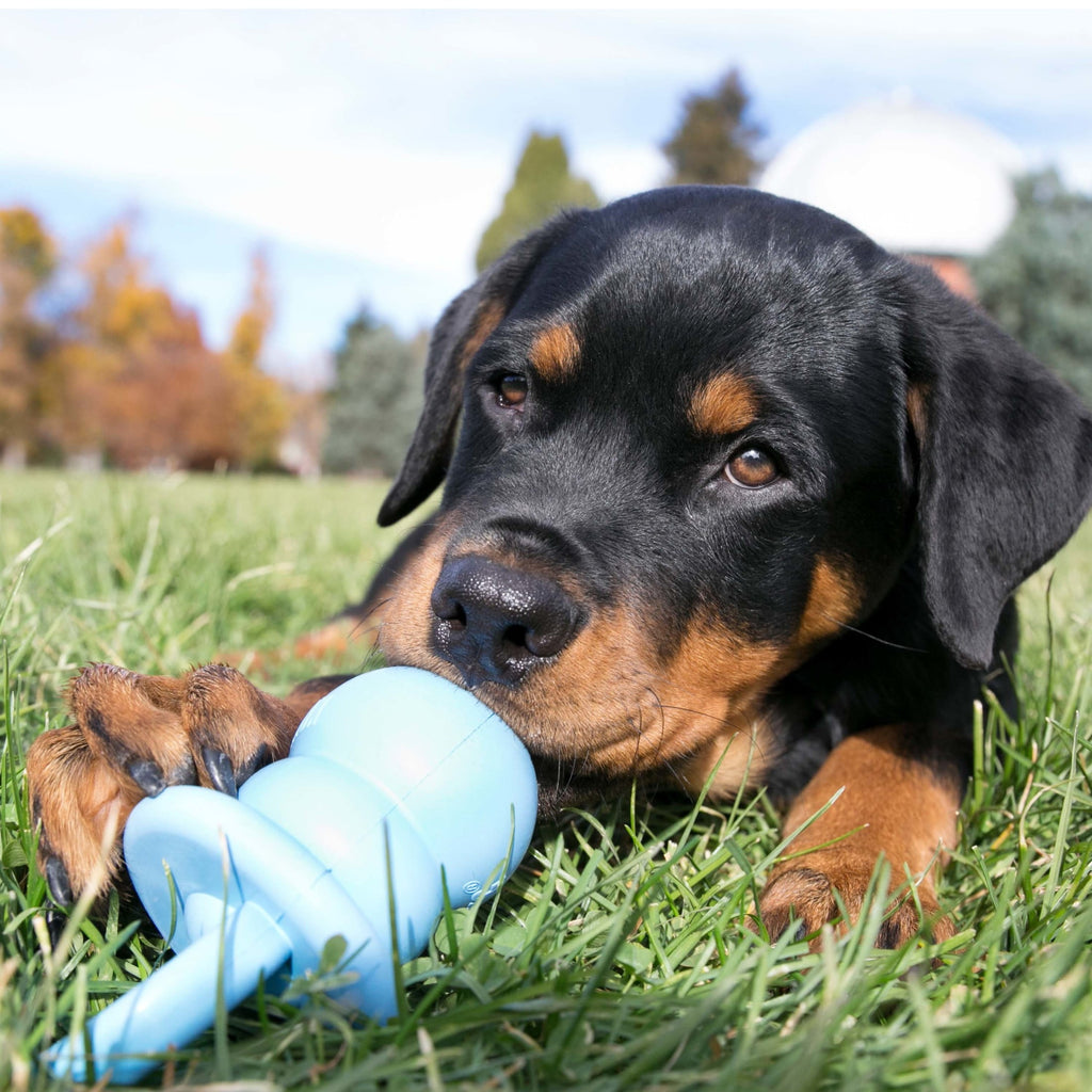 KONGÂ® Puppy Binkie Stuffable Dog Toy - Blue, Medium for Beginner Chewers