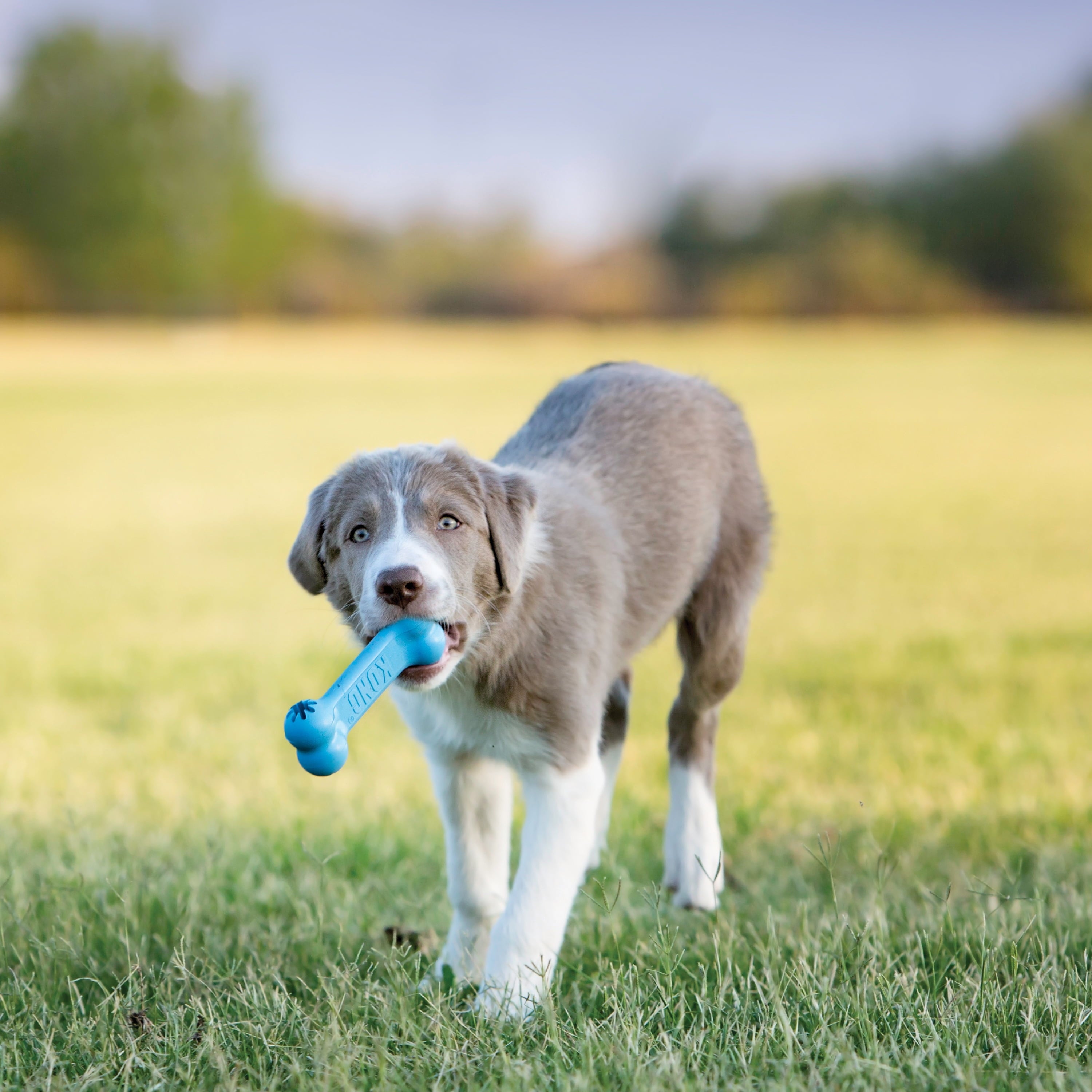 KONG® Puppy Goodie Bone for Beginner Chewers - Pink, Small for Dogs up to 20lb