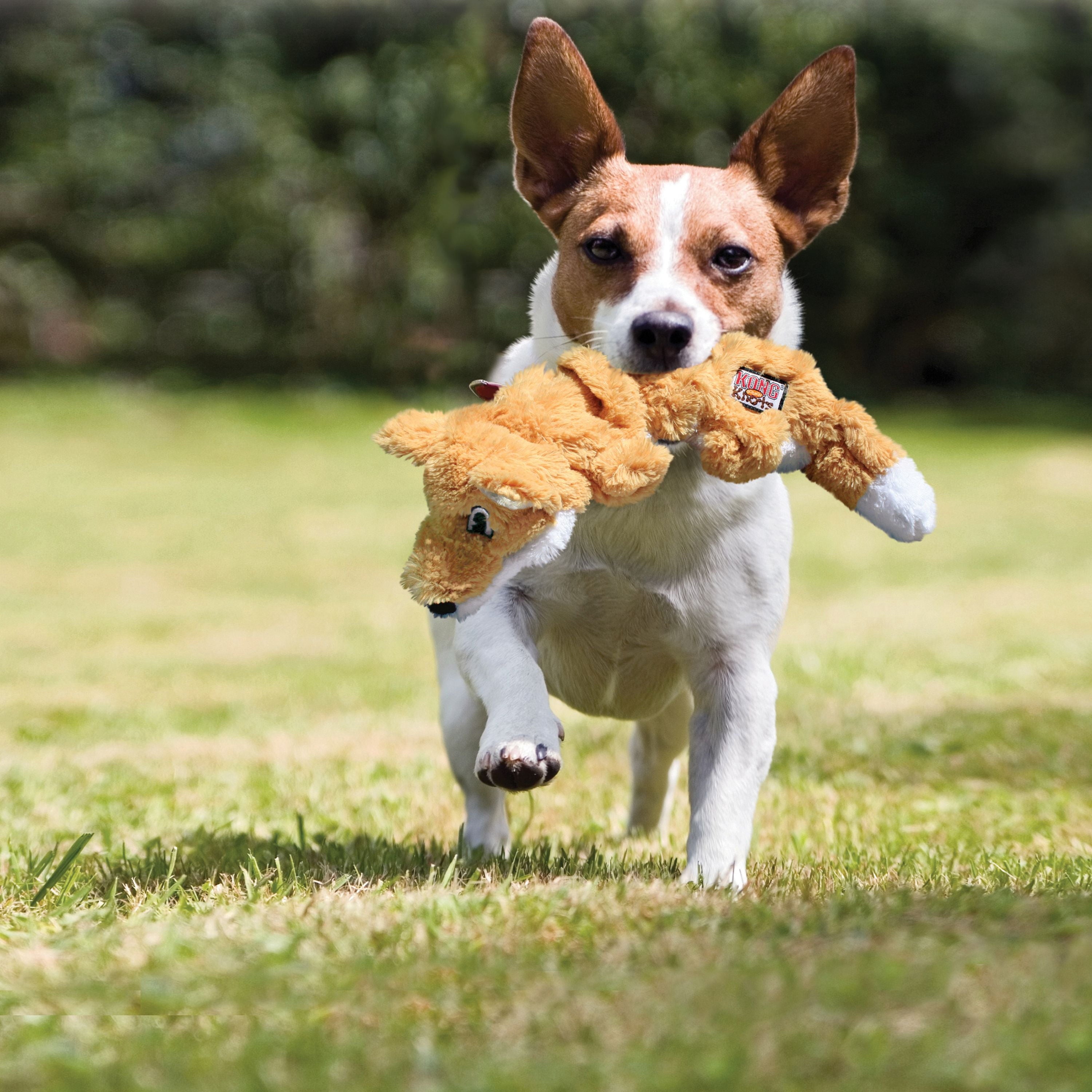 KONG® Scrunch Knots Stuffing Free Dog Toy - Racoon, Medium/Large