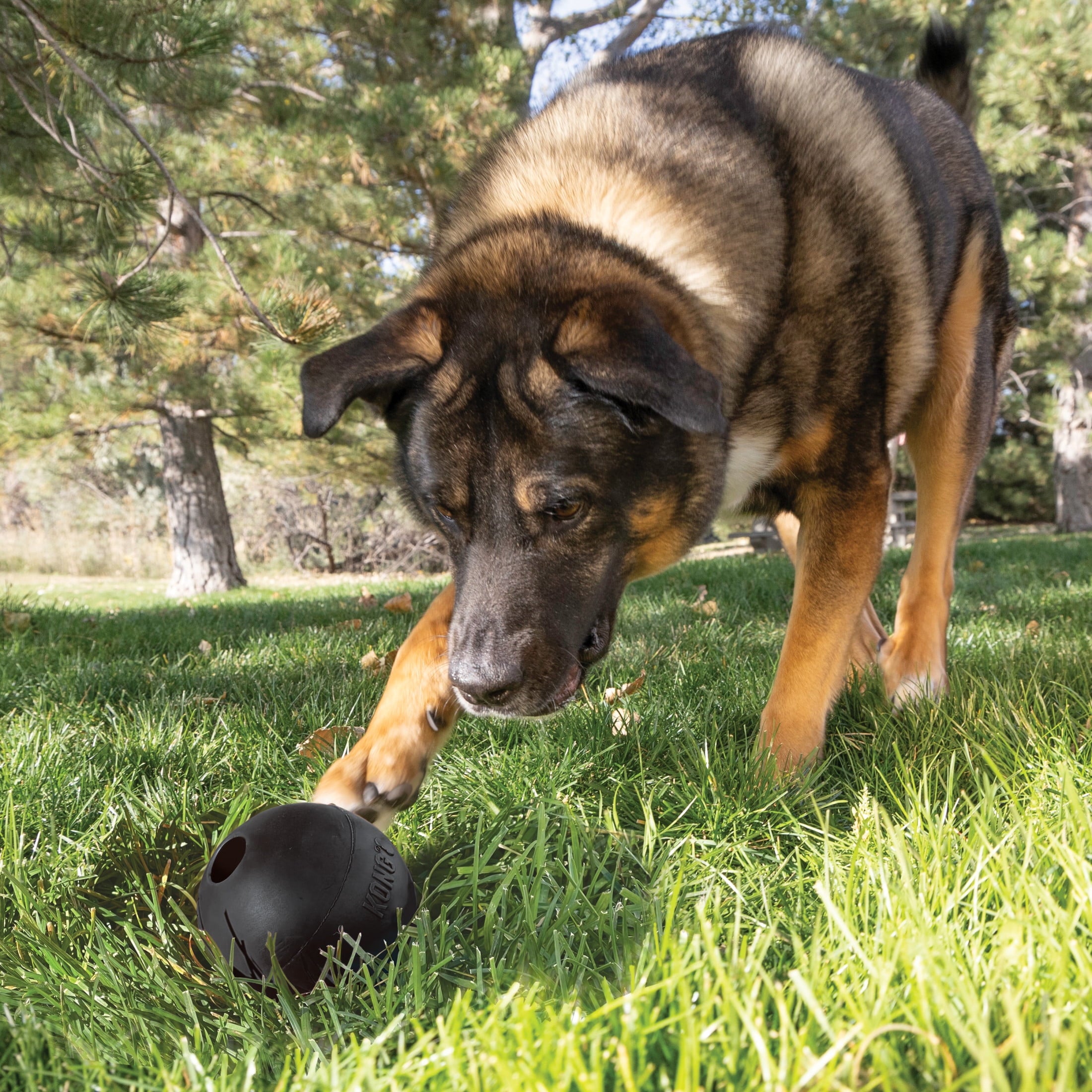 KONG® Extreme Ball Puncture Resistant Dog Toy for Power Chewers - Large, for Dogs Between 30-65 lbs