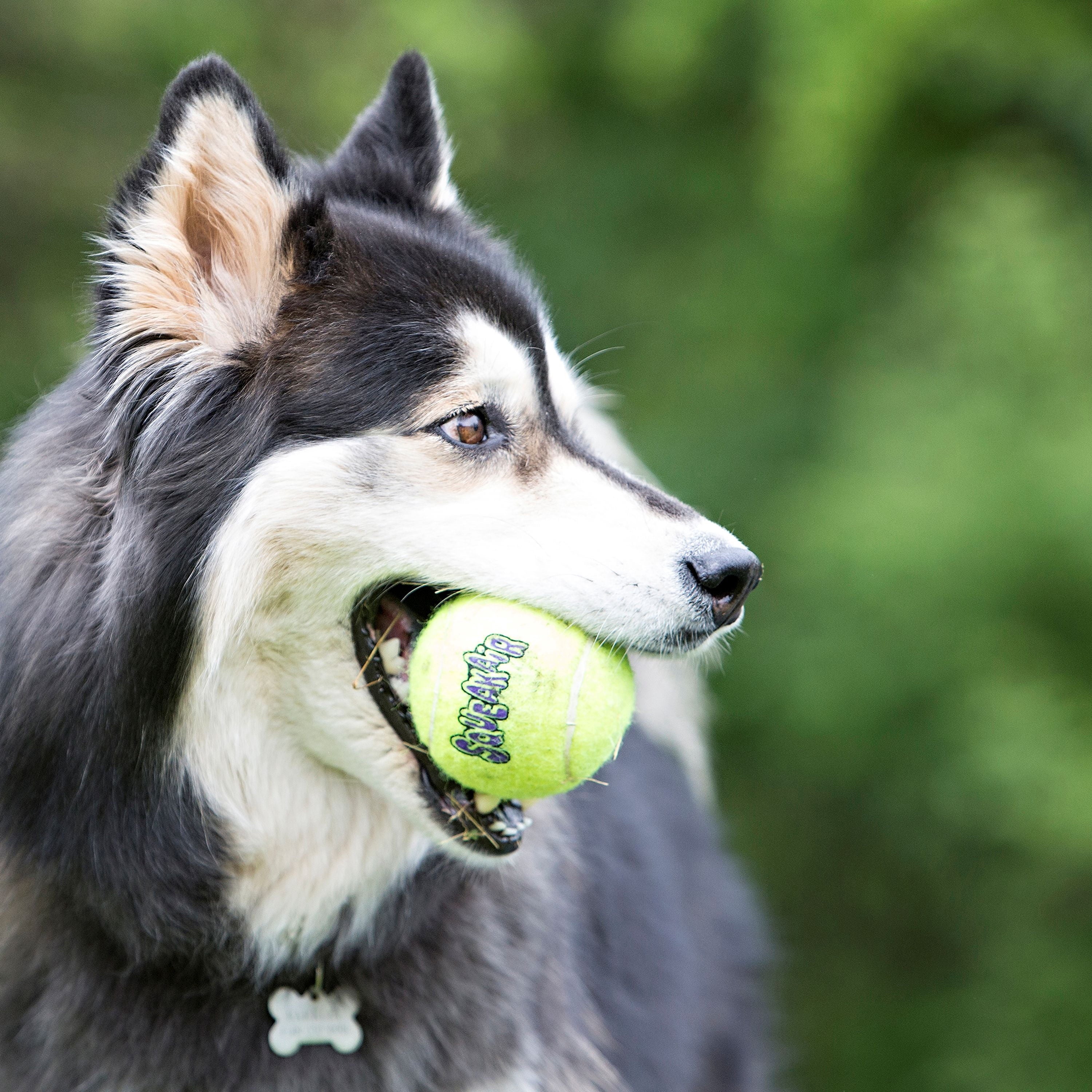 KONG® SqueakAir Tennis Balls Fetch Dog Toy with Squeaker - Medium, 3 Count
