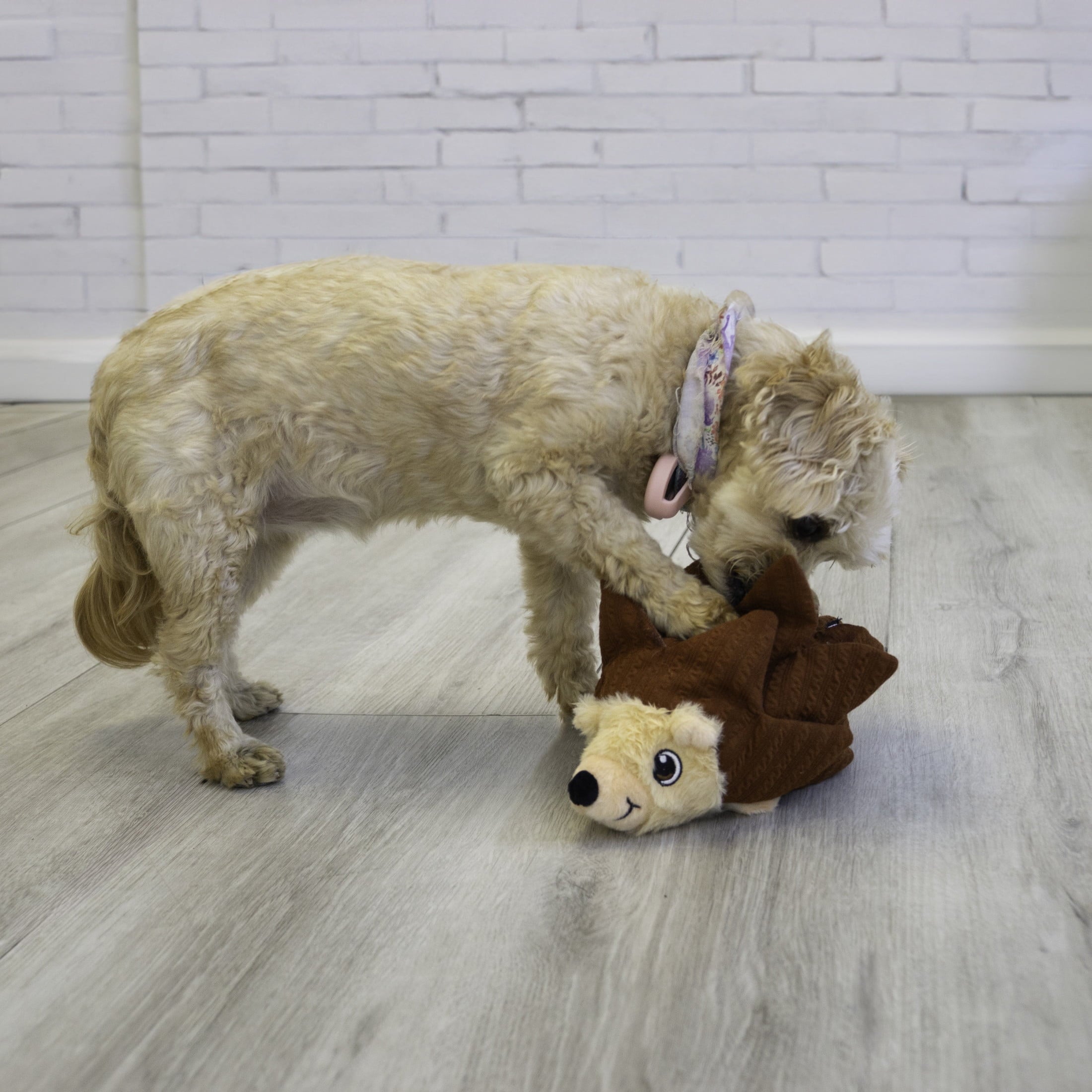 KONGÂ® Layerz Forage Crackle and Squeaker Dog Toy - Hedgehog, Medium