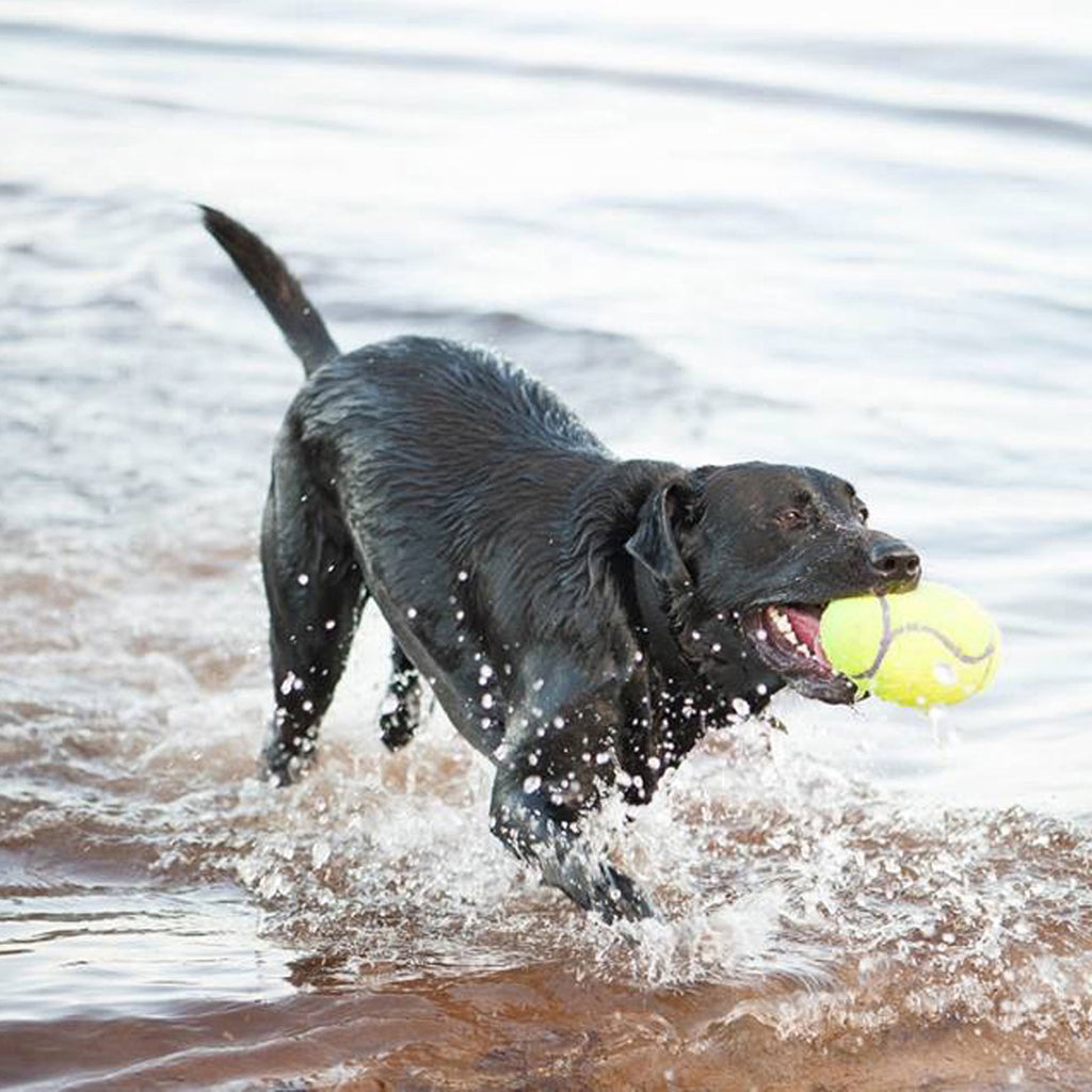 KONG® AirDog® Football Squeaker Dog Toy - Large, for Dogs Between 30-65 lbs