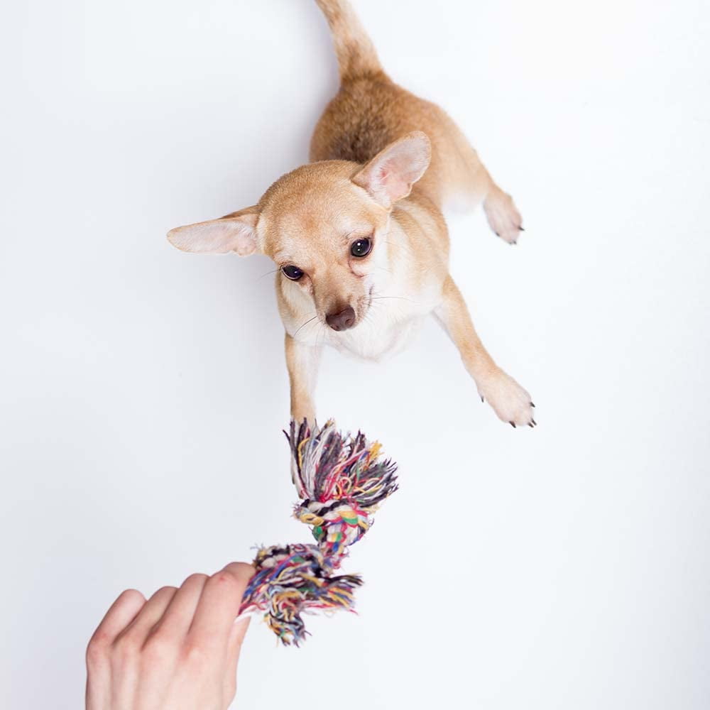 Milk-Bone Brushing Chews - Dental Dog Treats - Small Breed (48 Count) MerlinsMart Zine - Rope Toy