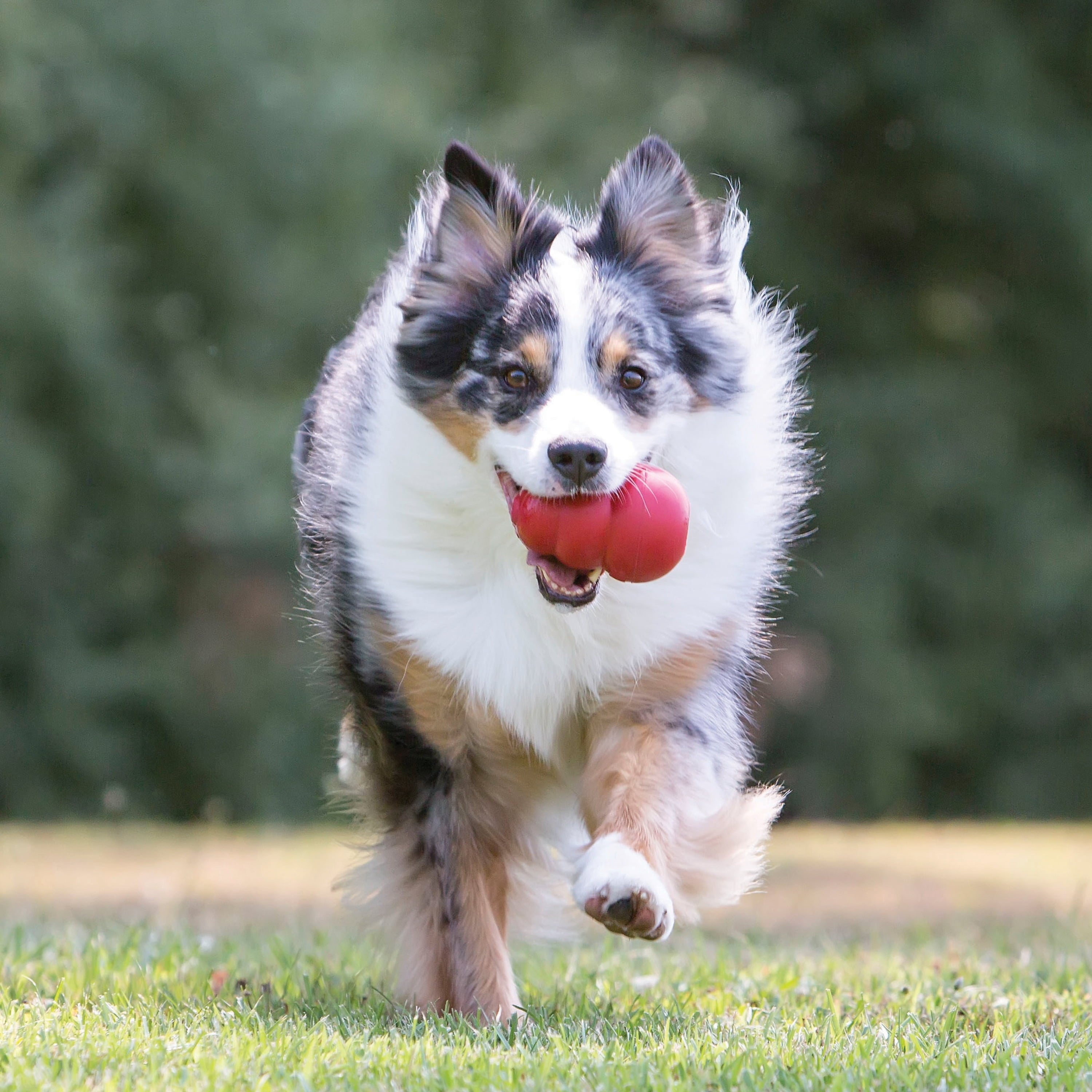 KONG® Classic Rubber Dog Toy for Average Chewers - Large, for Dogs Between 30-65 lbs