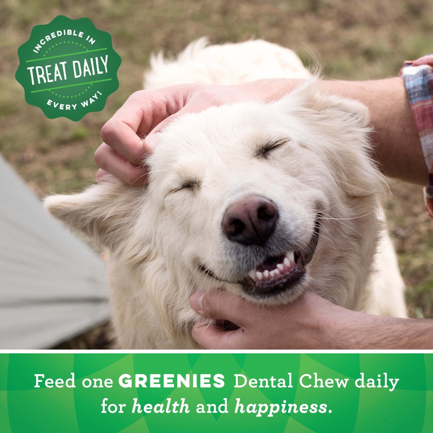Greenies Original Flavor Dental Treats for Dogs - 18 oz Pouch (4 Pack), Shelf-Stable