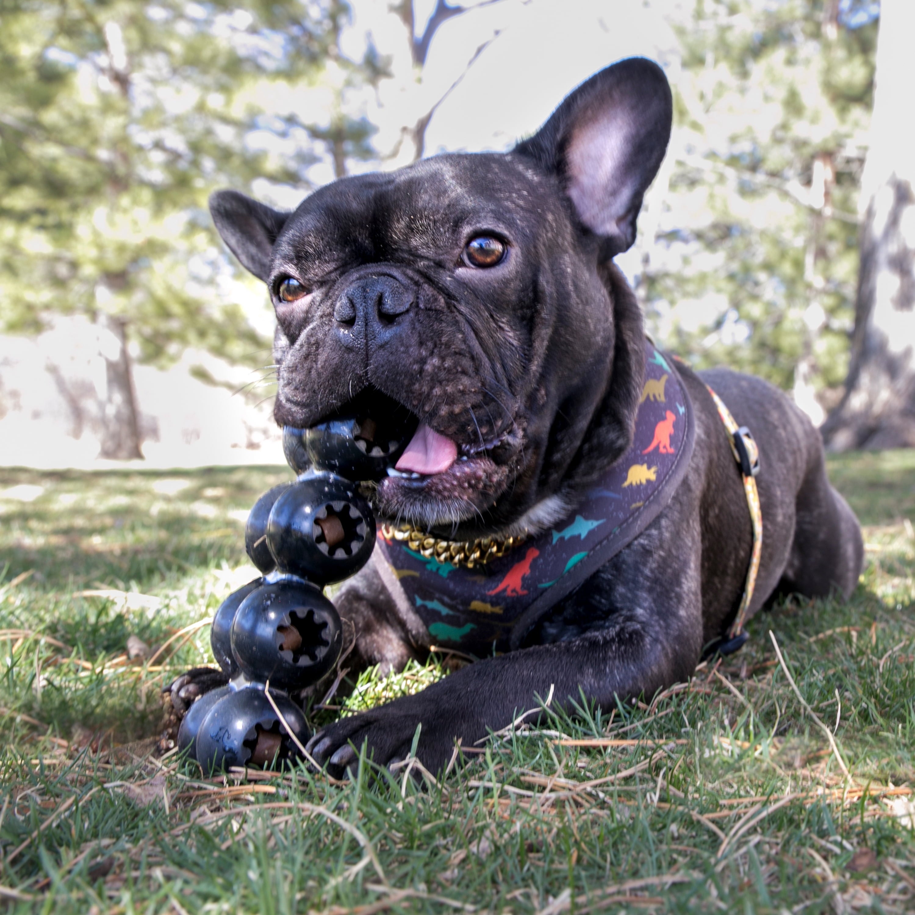 KONG® Extreme Rubber Goodie Ribbon Toy for Power Chewers - Large for Dogs Between 30-65 lbs