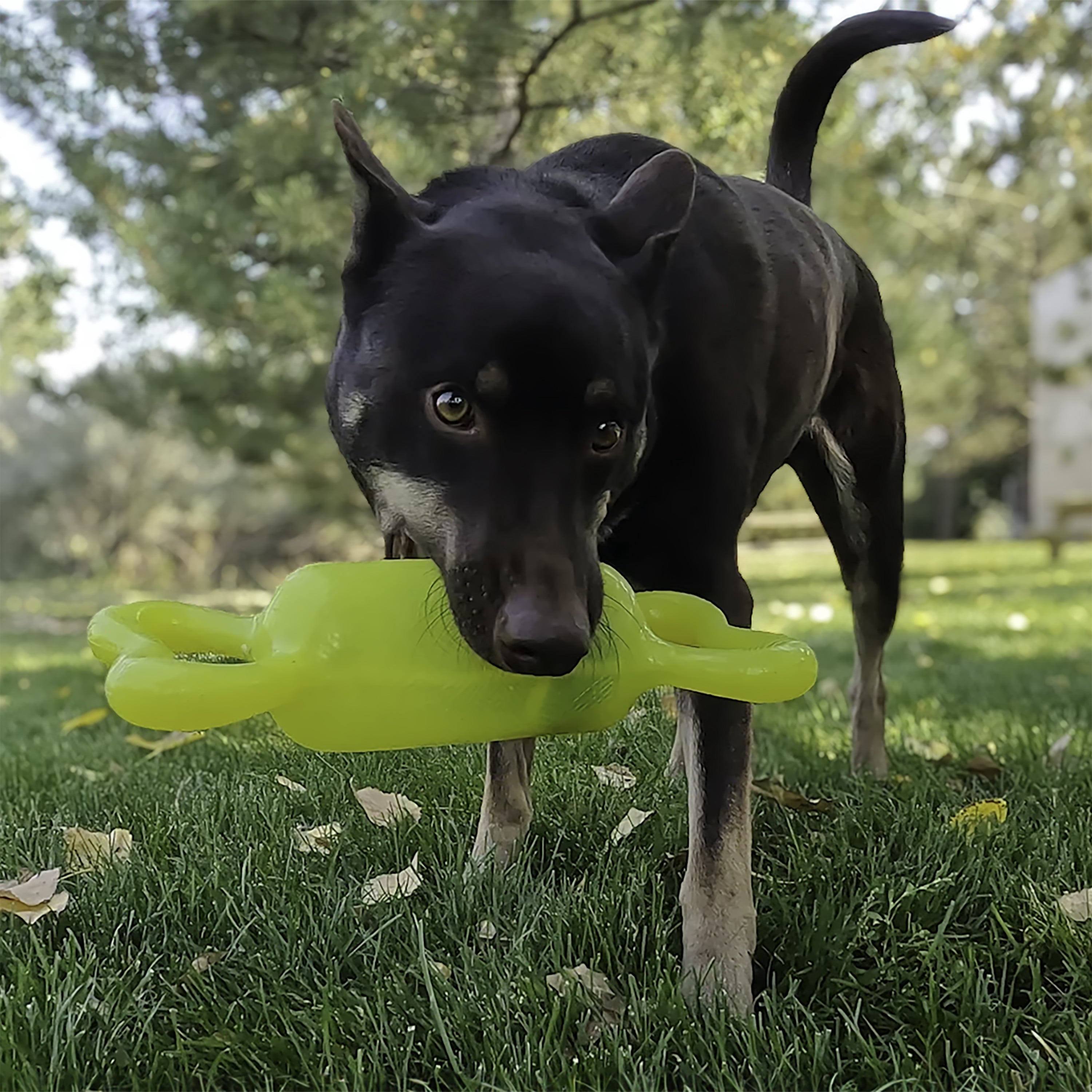 KONG® Jumbler Bone Squeaker Dog Toy - Small/Medium