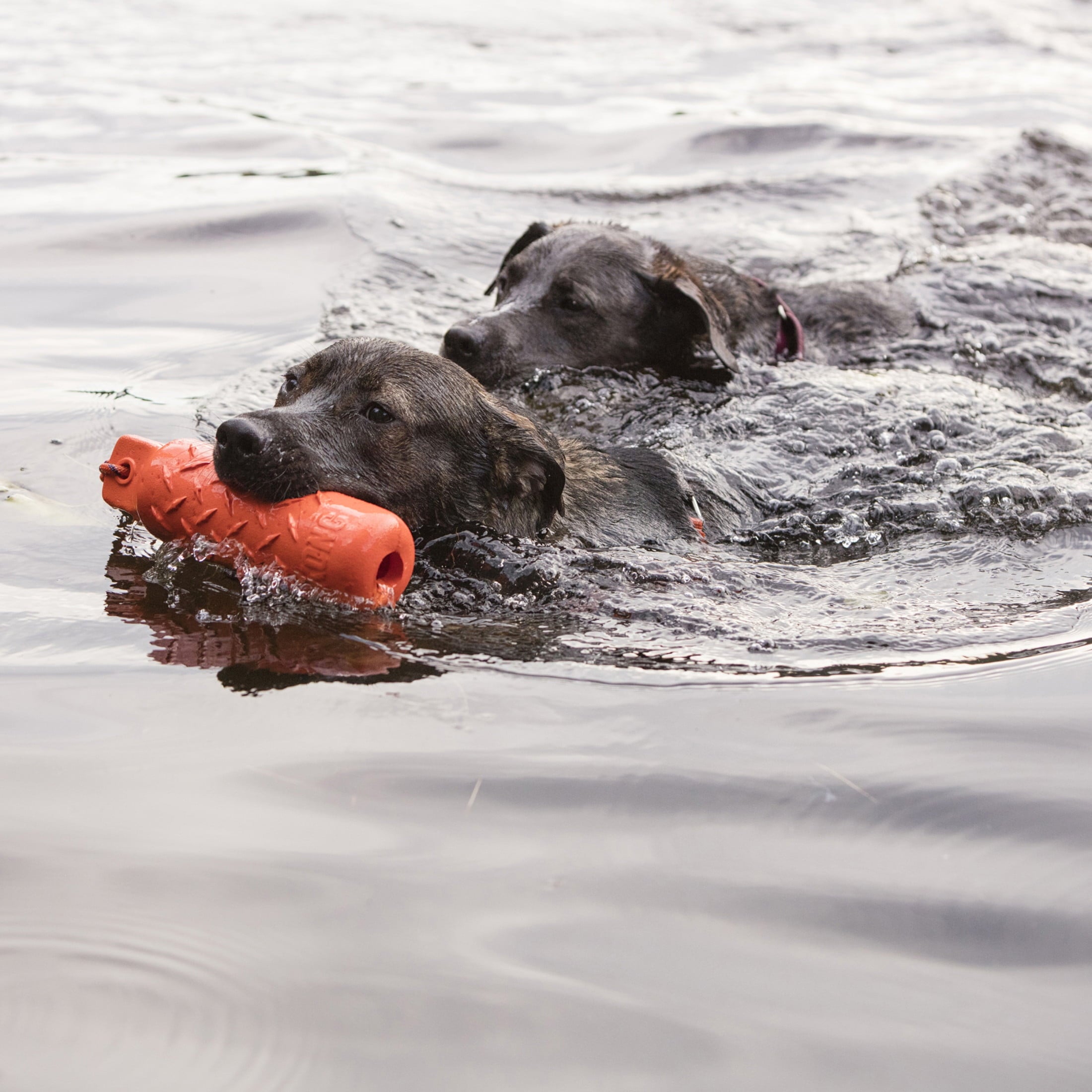 KONG® Training Dummy Toy for Dogs - Foam, for Land and Water, Large