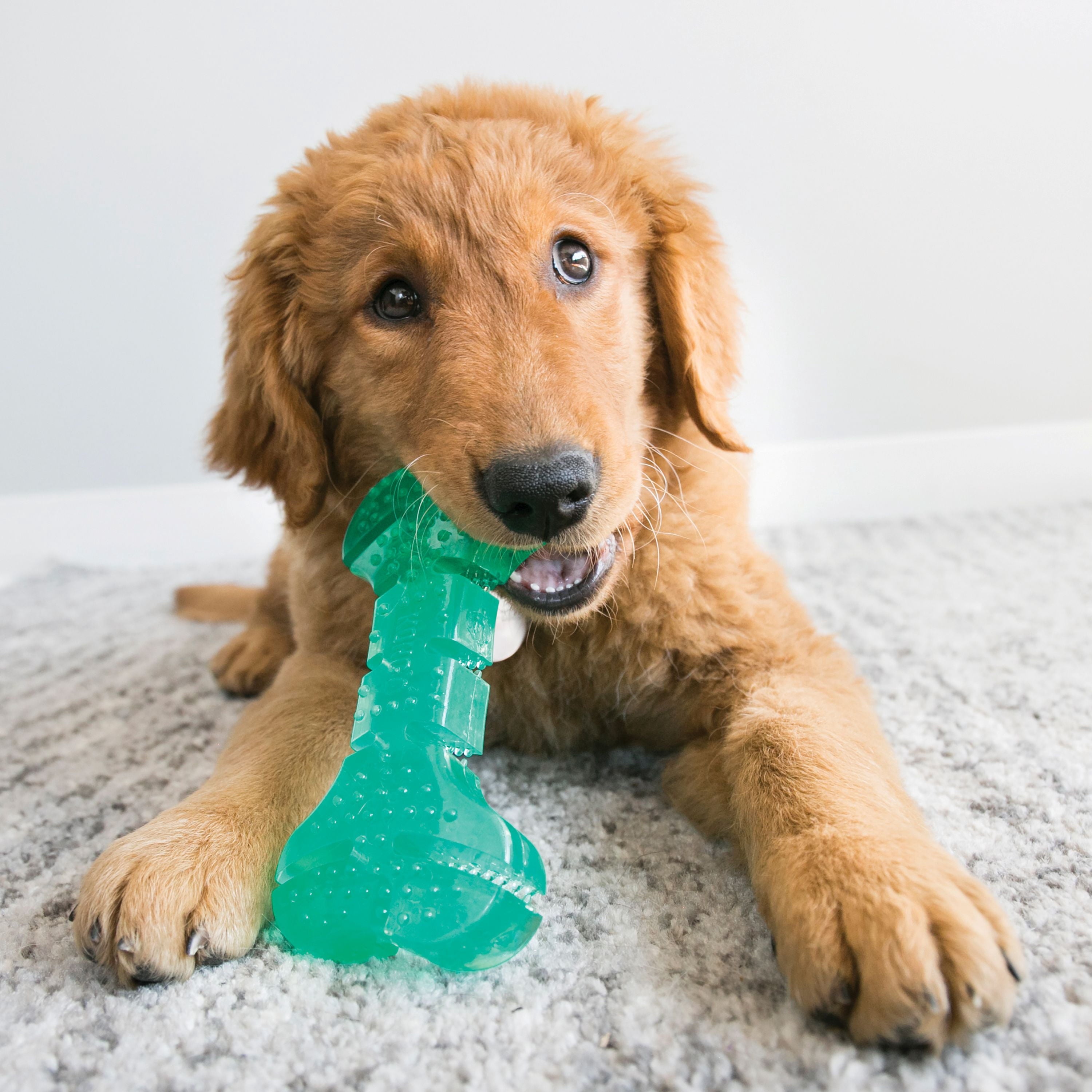 KONG® Squeezz Dental Stick - Cleans Teeth, Dog Toy, Medium